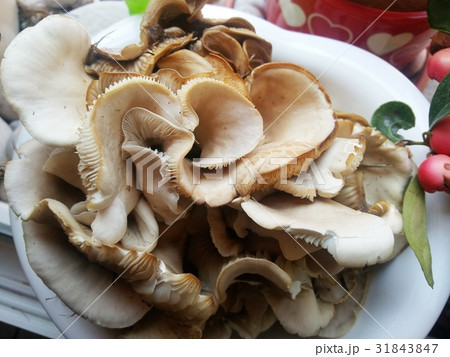 Wild mushrooms on the windowsill of the farmhouse. 31843847