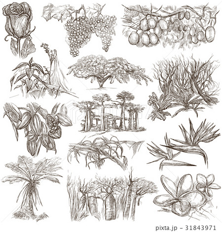 flowers and trees around the world 31843971