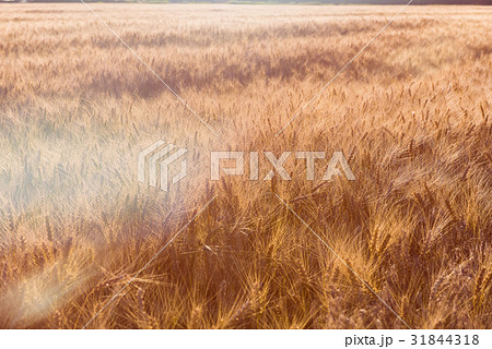 Wheat field at sunset 31844318