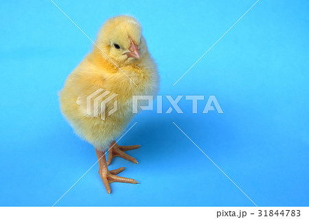 chicken on blue background baby bird hen chick chicken on blue background baby bird hen chick 31844783