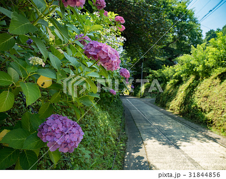 鎌倉市 亀ヶ谷の紫陽花 鎌倉市 亀ヶ谷の紫陽花 31844856
