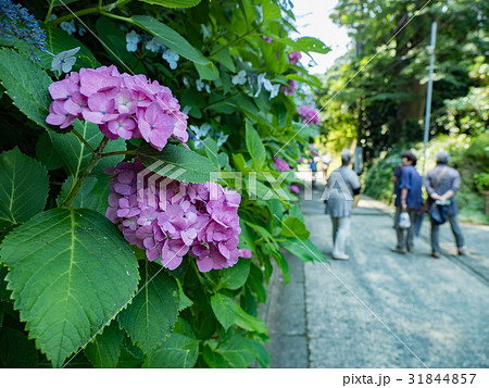鎌倉市 亀ヶ谷の紫陽花 鎌倉市 亀ヶ谷の紫陽花 31844857