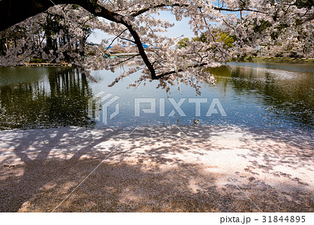 竜ケ池の花びら 竜ケ池の花びら 31844895