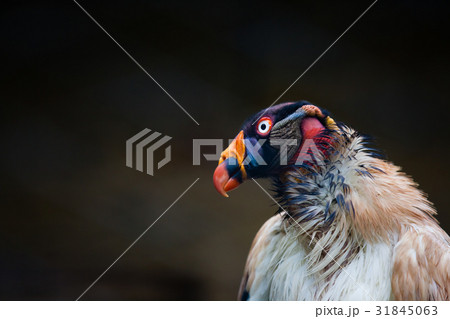 Close up of the king vulture (Sarcoramphus papa) 31845063