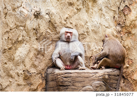 Baboons family (hamadryas baboon) in captivity 31845077