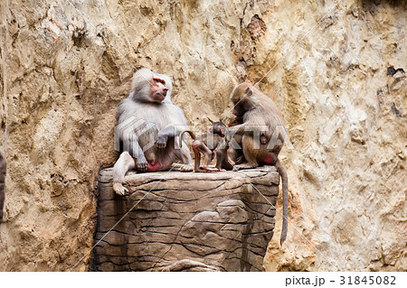 Baboons family (hamadryas baboon) in captivity Baboons family (hamadryas baboon) in captivity 31845082