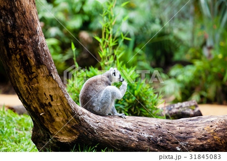 Ring-tailed lemur (Lemur catta) in captivity 31845083