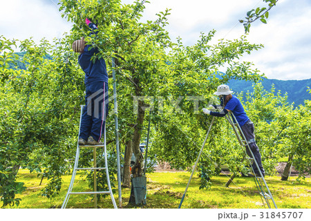 りんごの果樹園の農作業 31845707