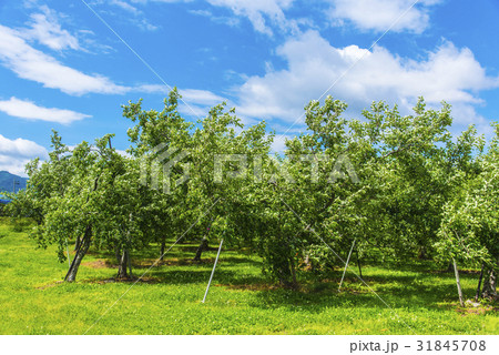りんごの果樹園 31845708