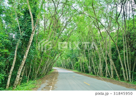 緑のトンネル、山道、林道、国立公園 緑のトンネル、山道、林道、国立公園 31845950