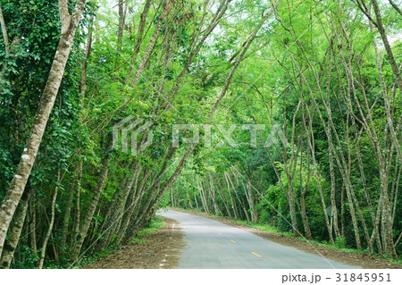 Kaeng Krachan National Park(タイ王国ケーンクラチャン国立公園) Kaeng Krachan National Park(タイ王国ケーンクラチャン国立公園) 31845951