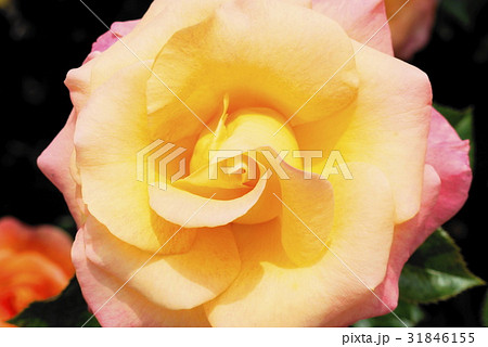 薔薇 monastere de cimiez シミエ修道院 バラ園 薔薇 monastere de cimiez シミエ修道院 バラ園 31846155