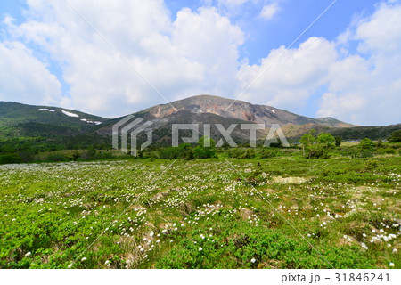 浄土平湿原に咲くワタスゲの群生 浄土平湿原に咲くワタスゲの群生 31846241