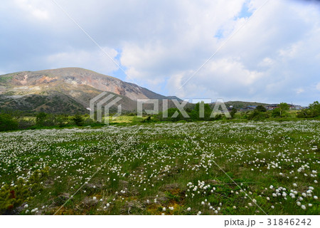 浄土平湿原に咲くワタスゲの群生 31846242