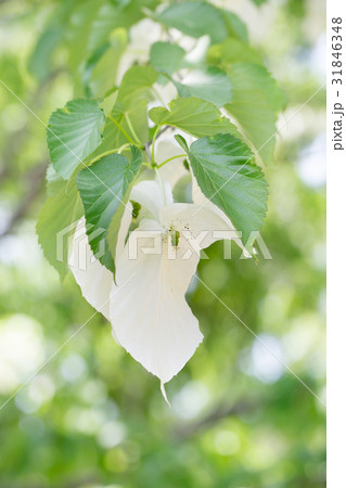 春の花・ハンカチノキ 31846348