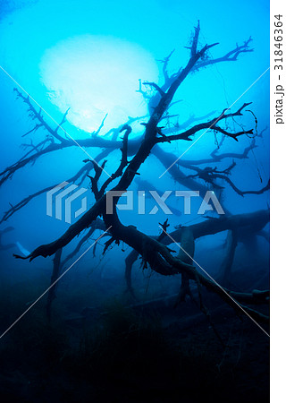 本栖湖の沈木 31846364