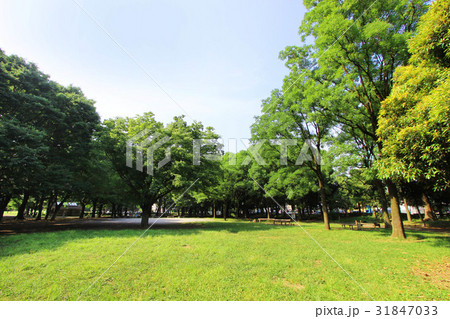 芦花公園の新緑 芦花公園の新緑 31847033