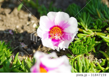 マツバボタン 31847159