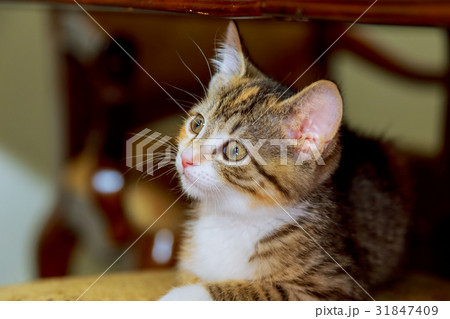 Young cat is looking forward 31847409