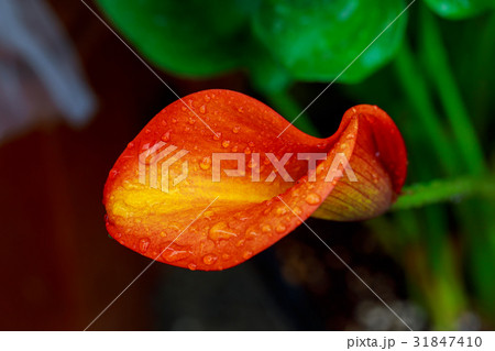 calla lily with drops 31847410