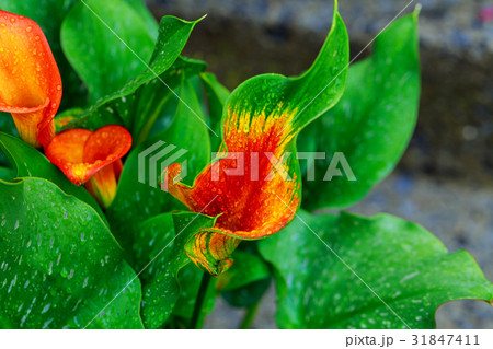 calla lily with drops orange calla lily partial 31847411