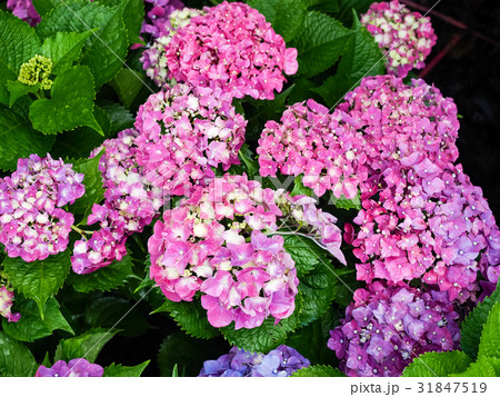 紫陽花 アジサイ あじさい 31847519
