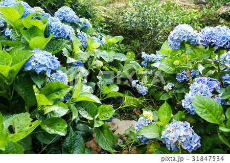 紫陽花 アジサイ あじさい 31847534