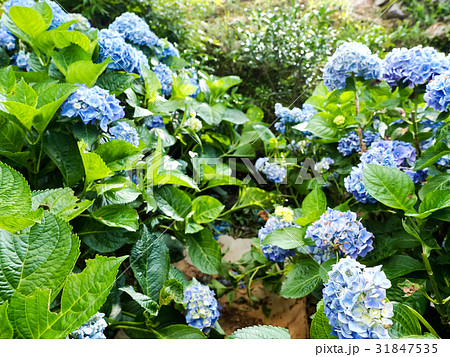 紫陽花 アジサイ あじさい 31847535