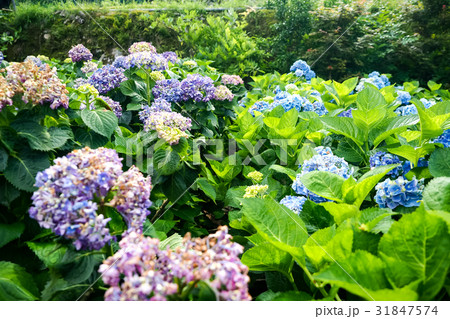 紫陽花 アジサイ あじさい 31847574