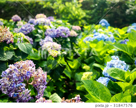 紫陽花 アジサイ あじさい 31847576