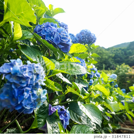 紫陽花 アジサイ あじさい 31847811
