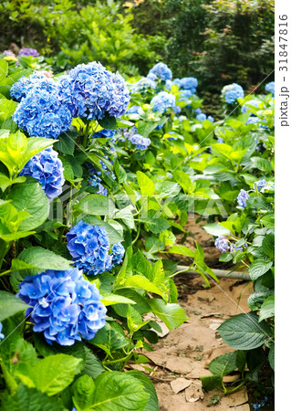 紫陽花 アジサイ あじさい 31847816