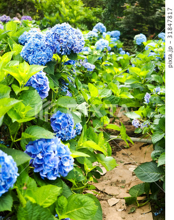 紫陽花 アジサイ あじさい 31847817