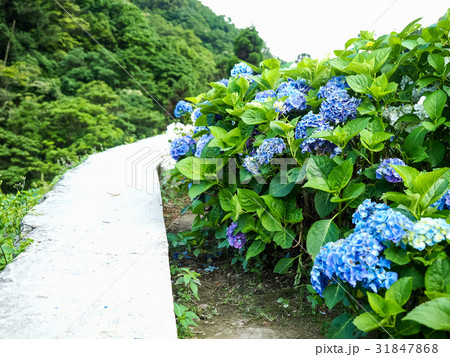 紫陽花 アジサイ あじさい 31847868