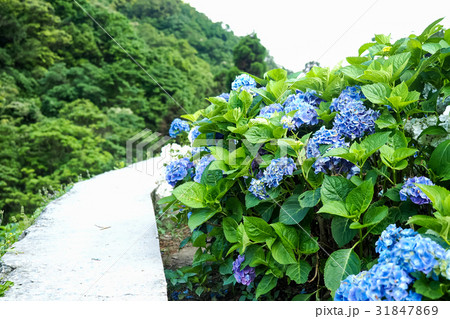 紫陽花 アジサイ あじさい 31847869