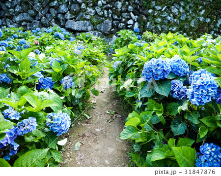 紫陽花 アジサイ あじさい 31847876