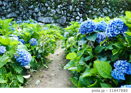 紫陽花 アジサイ あじさい 31847880