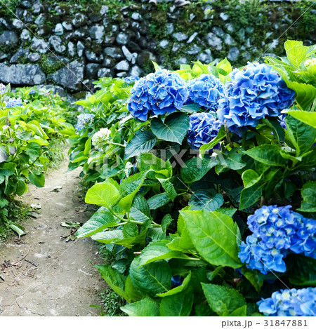 紫陽花 アジサイ あじさい 31847881