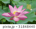 スイレン ハス 蓮 31848440