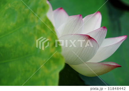 スイレン ハス 蓮 31848442