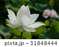 台湾 サマータイム 夏季 31848444