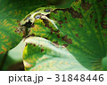 スイレン ハス 蓮 31848446