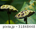 スイレン ハス 蓮 31848448