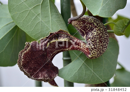 アリストロキア・ブラジリエンシス 31848452