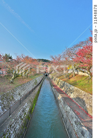 錦秋の三井寺 31848878