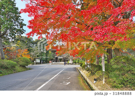 錦秋の三井寺 31848888