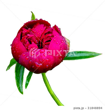 half opened pink wet peony flower 31848894