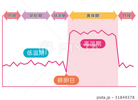 基礎体温イメージ　基礎体温表 31849378
