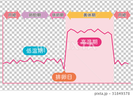 基礎体温イメージ　基礎体温表 31849378