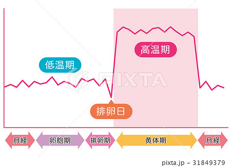 基礎体温イメージ　基礎体温表 31849379